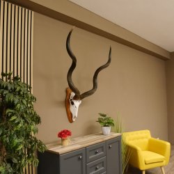 Kudu (Tragelaphus strepsiceros) Antilope Hornlänge 121,5 cm Schädeltrophäe Hörner lose Afrika Trophäe Trophäenschild 88.2.60