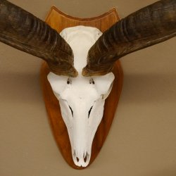 Kudu (Tragelaphus strepsiceros) Antilope Hornlänge 121,5 cm Schädeltrophäe Hörner lose Afrika Trophäe Trophäenschild 88.2.60