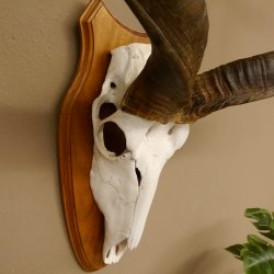 Kudu (Tragelaphus strepsiceros) Antilope Hornlänge 121,5 cm Schädeltrophäe Hörner lose Afrika Trophäe Trophäenschild 88.2.60