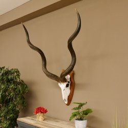 Kudu (Tragelaphus strepsiceros) Antilope Hornlänge 121,5 cm Schädeltrophäe Hörner lose Afrika Trophäe Trophäenschild 88.2.60