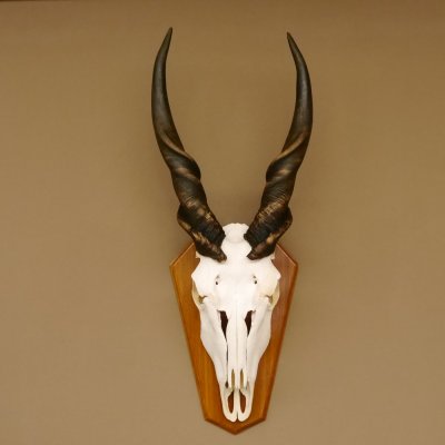 Eland (Taurotragus oryx) Schädeltrophäe Hörner lose H 37 cm Antilope Afrika Trophäenschild 88.13.22