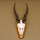 Eland (Taurotragus oryx) Schädeltrophäe Hörner lose H 37 cm Antilope Afrika Trophäenschild 88.13.22