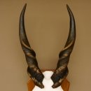 Eland (Taurotragus oryx) Schädeltrophäe Hörner lose H 37 cm Antilope Afrika Trophäenschild 88.13.22