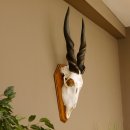 Eland (Taurotragus oryx) Schädeltrophäe Hörner lose H 37 cm Antilope Afrika Trophäenschild 88.13.22