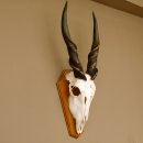 Eland (Taurotragus oryx) Schädeltrophäe Hörner lose H 37 cm Antilope Afrika Trophäenschild 88.13.22