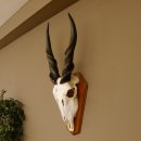 Eland (Taurotragus oryx) Schädeltrophäe Hörner lose H 37 cm Antilope Afrika Trophäenschild 88.13.22