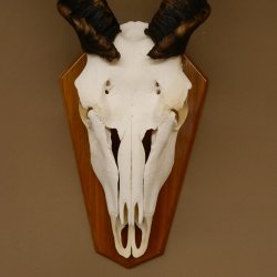 Eland (Taurotragus oryx) Schädeltrophäe Hörner lose H 37 cm Antilope Afrika Trophäenschild 88.13.22