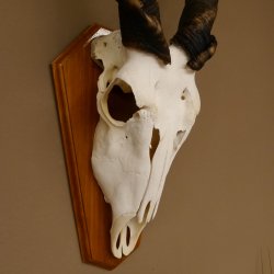 Eland (Taurotragus oryx) Schädeltrophäe Hörner lose H 37 cm Antilope Afrika Trophäenschild 88.13.22