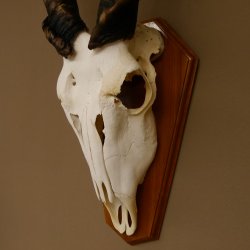 Eland (Taurotragus oryx) Schädeltrophäe Hörner lose H 37 cm Antilope Afrika Trophäenschild 88.13.22