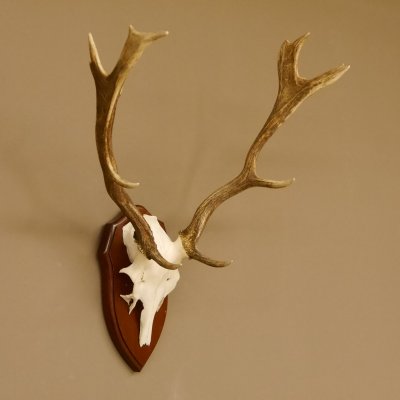 Damhirsch Geweih Höhe 59 cm Trophäenschild Dam Hirsch Hirschgeweih 72.529