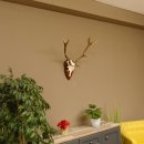 Damhirsch Geweih Höhe 59 cm Trophäenschild Dam Hirsch Hirschgeweih 72.529