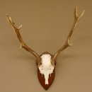 Damhirsch Geweih Höhe 59 cm Trophäenschild Dam Hirsch Hirschgeweih 72.529
