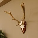 Damhirsch Geweih Höhe 59 cm Trophäenschild Dam Hirsch Hirschgeweih 72.529
