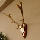 Damhirsch Geweih Höhe 59 cm Trophäenschild Dam Hirsch Hirschgeweih 72.529
