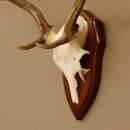 Damhirsch Geweih Höhe 59 cm Trophäenschild Dam Hirsch Hirschgeweih 72.529