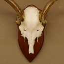 Damhirsch Geweih Höhe 59 cm Trophäenschild Dam Hirsch Hirschgeweih 72.529