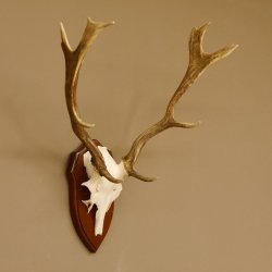 Damhirsch Geweih Höhe 59 cm Trophäenschild Dam Hirsch Hirschgeweih 72.529