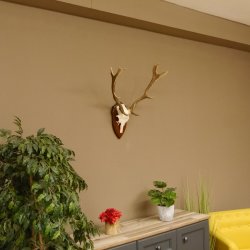 Damhirsch Geweih Höhe 59 cm Trophäenschild Dam Hirsch Hirschgeweih 72.529