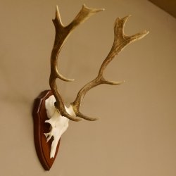 Damhirsch Geweih Höhe 59 cm Trophäenschild Dam Hirsch Hirschgeweih 72.529