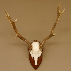 Damhirsch Geweih Höhe 59 cm Trophäenschild Dam Hirsch Hirschgeweih 72.529