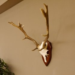 Damhirsch Geweih Höhe 59 cm Trophäenschild Dam Hirsch Hirschgeweih 72.529