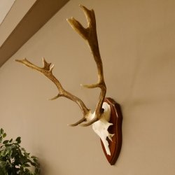 Damhirsch Geweih Höhe 59 cm Trophäenschild Dam Hirsch Hirschgeweih 72.529
