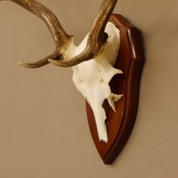 Damhirsch Geweih Höhe 59 cm Trophäenschild Dam Hirsch Hirschgeweih 72.529