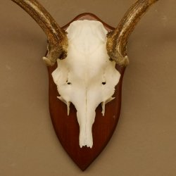 Damhirsch Geweih Höhe 59 cm Trophäenschild Dam Hirsch Hirschgeweih 72.529