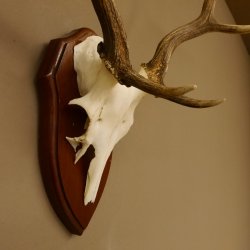 Damhirsch Geweih Höhe 59 cm Trophäenschild Dam Hirsch Hirschgeweih 72.529