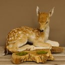 Rehkitz Präparat liegend Breite 47 cm Damhirsch Reh...
