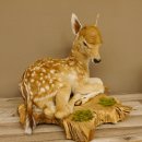 Rehkitz Präparat liegend Breite 47 cm Damhirsch Reh Kitz Tierpräparat 89.11.72