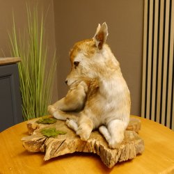 Rehkitz Präparat liegend Breite 47 cm Damhirsch Reh Kitz Tierpräparat 89.11.72