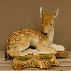 Rehkitz Präparat liegend Breite 47 cm Damhirsch Reh Kitz Tierpräparat 89.11.72