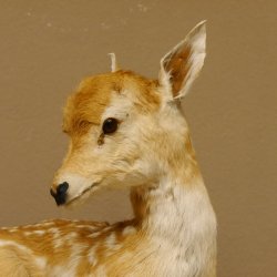 Rehkitz Präparat liegend Breite 47 cm Damhirsch Reh Kitz Tierpräparat 89.11.72