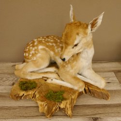 Rehkitz Präparat liegend Breite 47 cm Damhirsch Reh Kitz Tierpräparat 89.11.72