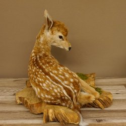 Rehkitz Präparat liegend Breite 47 cm Damhirsch Reh Kitz Tierpräparat 89.11.72