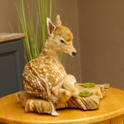 Rehkitz Präparat liegend Breite 47 cm Damhirsch Reh Kitz Tierpräparat 89.11.72