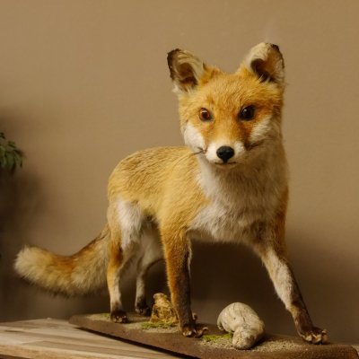 Fuchs Rotfuchs laufend auf Dekopodest Präparat Tierpräparat Tiertrophäe