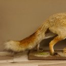 Fuchs Rotfuchs laufend auf Dekopodest Präparat Tierpräparat Tiertrophäe