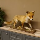Fuchs Rotfuchs laufend auf Dekopodest Präparat Tierpräparat Tiertrophäe