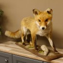 Fuchs Rotfuchs laufend auf Dekopodest Präparat Tierpräparat Tiertrophäe