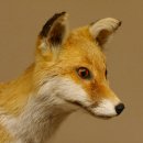 Fuchs Rotfuchs laufend auf Dekopodest Präparat Tierpräparat Tiertrophäe