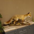 Fuchs Rotfuchs laufend auf Dekopodest Präparat Tierpräparat Tiertrophäe