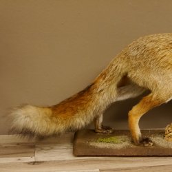 Fuchs Rotfuchs laufend auf Dekopodest Präparat Tierpräparat Tiertrophäe