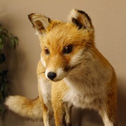 Fuchs Rotfuchs laufend auf Dekopodest Präparat Tierpräparat Tiertrophäe