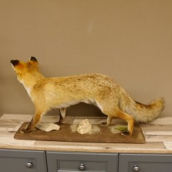 Fuchs Rotfuchs laufend auf Dekopodest Präparat Tierpräparat Tiertrophäe