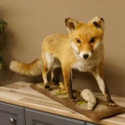 Fuchs Rotfuchs laufend auf Dekopodest Präparat Tierpräparat Tiertrophäe