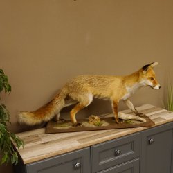 Fuchs Rotfuchs laufend auf Dekopodest Präparat Tierpräparat Tiertrophäe