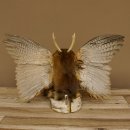 Wolpertinger Wolpi Präparat Rehgeweih Stock Flügel Holzpfeife hellblaue Augen Höhe 36 cm Fabelwesen Gaudi Geschenk