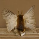 Wolpertinger Wolpi Präparat Rehgeweih Stock Flügel Laterne hellgrüne Augen Höhe 42 cm Fabelwesen Gaudi Geschenk